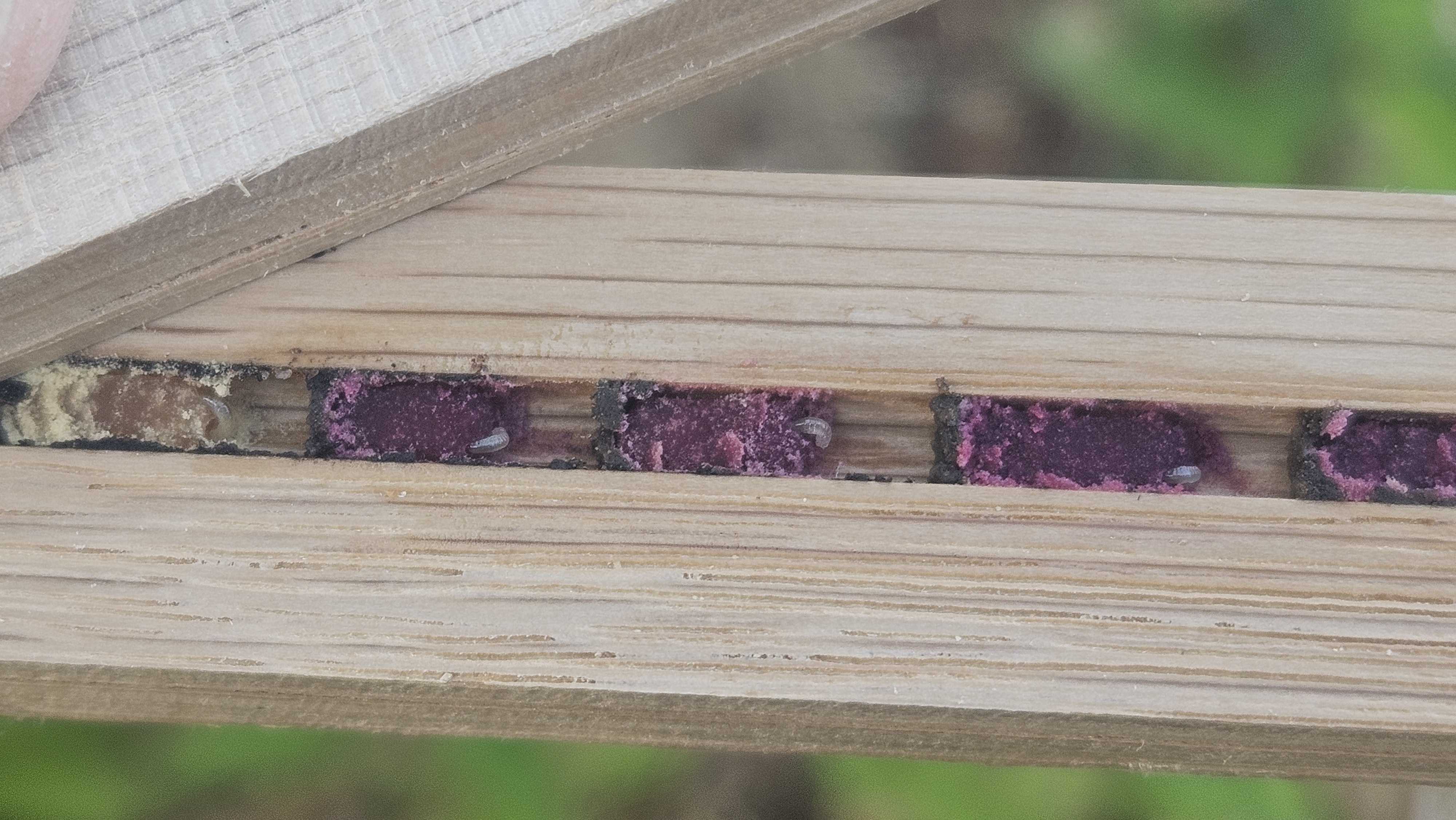 Why Is the Pollen in My Bee Block Purple?