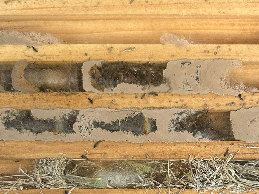 How to Protect Your Bee Hotel from Parasites