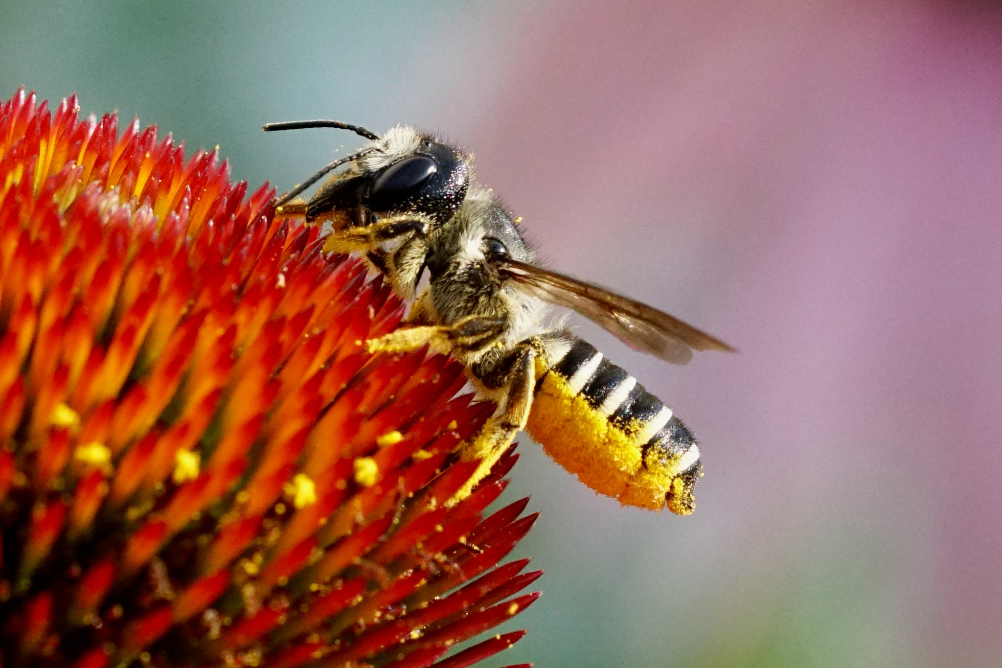 Which Native Bees Will Move Into Your Bee Hotel?