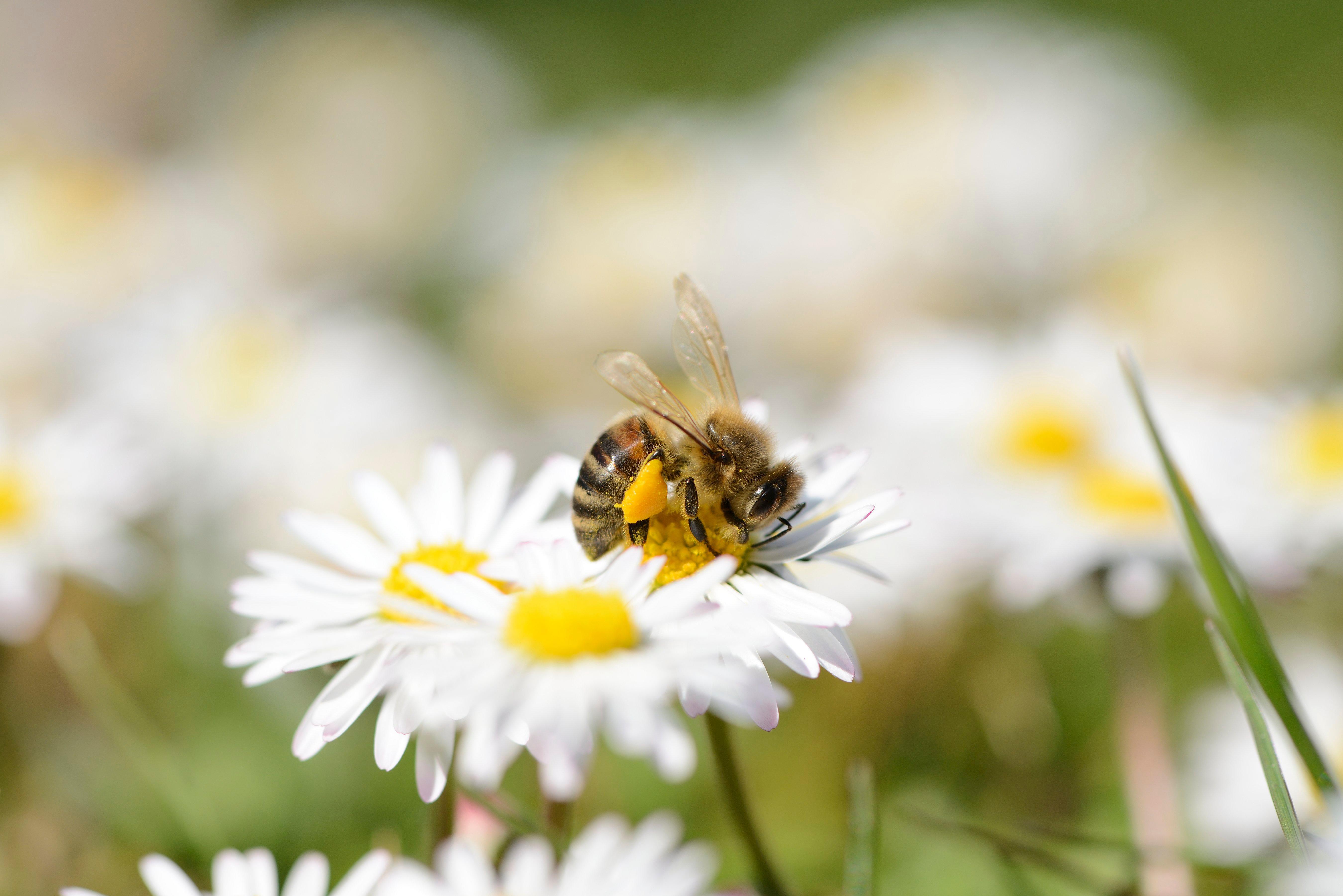 Bee Cups - Scopa