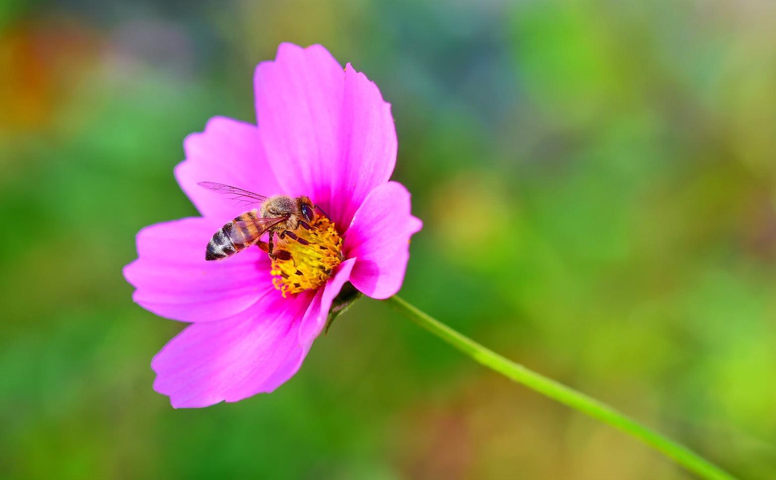 Bee Cups - Scopa