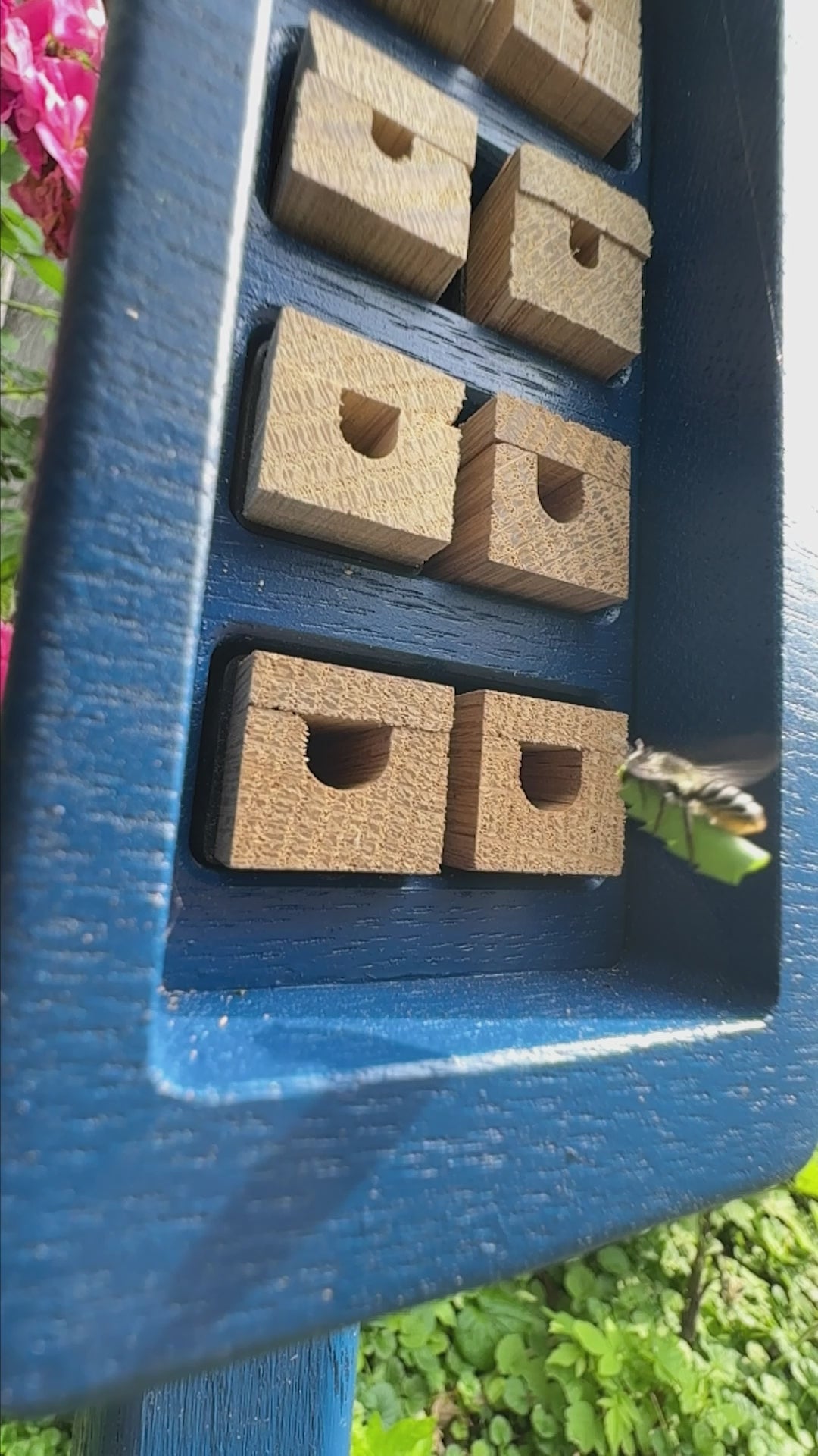 Load video: A leafcutter bee rides a cut of leaf into her nest, which she will use to build the cell walls.