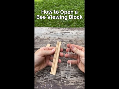 Bee Viewing Blocks