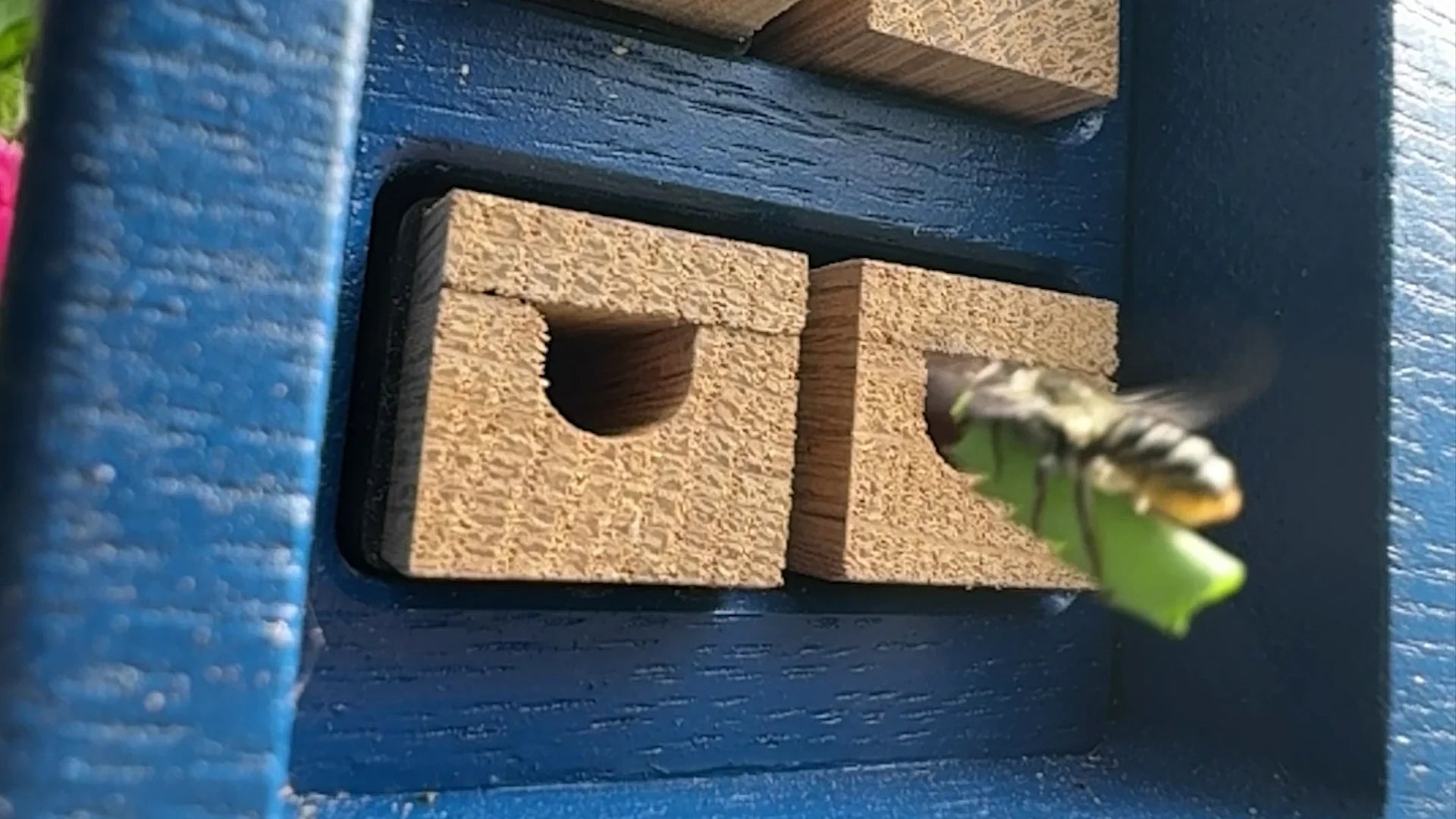 Load video: A leafcutter bee rides a cut of leaf into her nest.